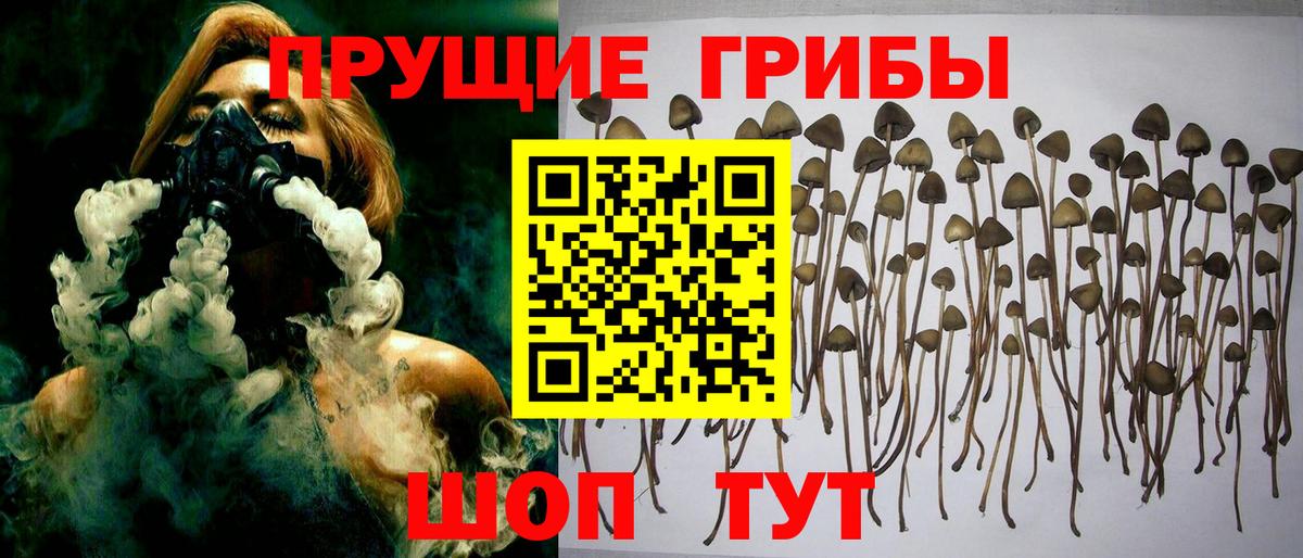 Белгород  Галлюциногенные грибы Psilocybe  Вход с VPN 